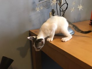 Blueberry (Aka Bw) - Domestic Short Hair Cat