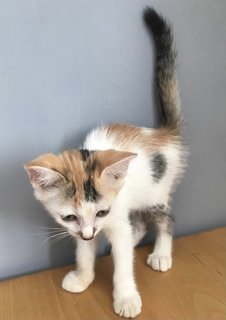 Betty (Aka Bs) - Domestic Medium Hair + Domestic Short Hair Cat