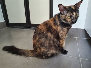Fiona - Tortoiseshell + Domestic Medium Hair Cat