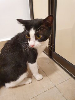 Archie - Tuxedo + Domestic Short Hair Cat