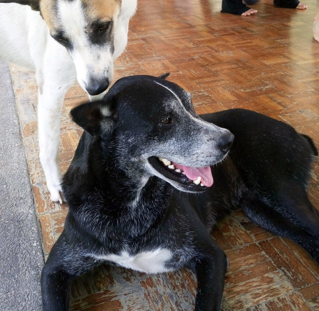 Thambi - Charming Watchdog - Mixed Breed Dog