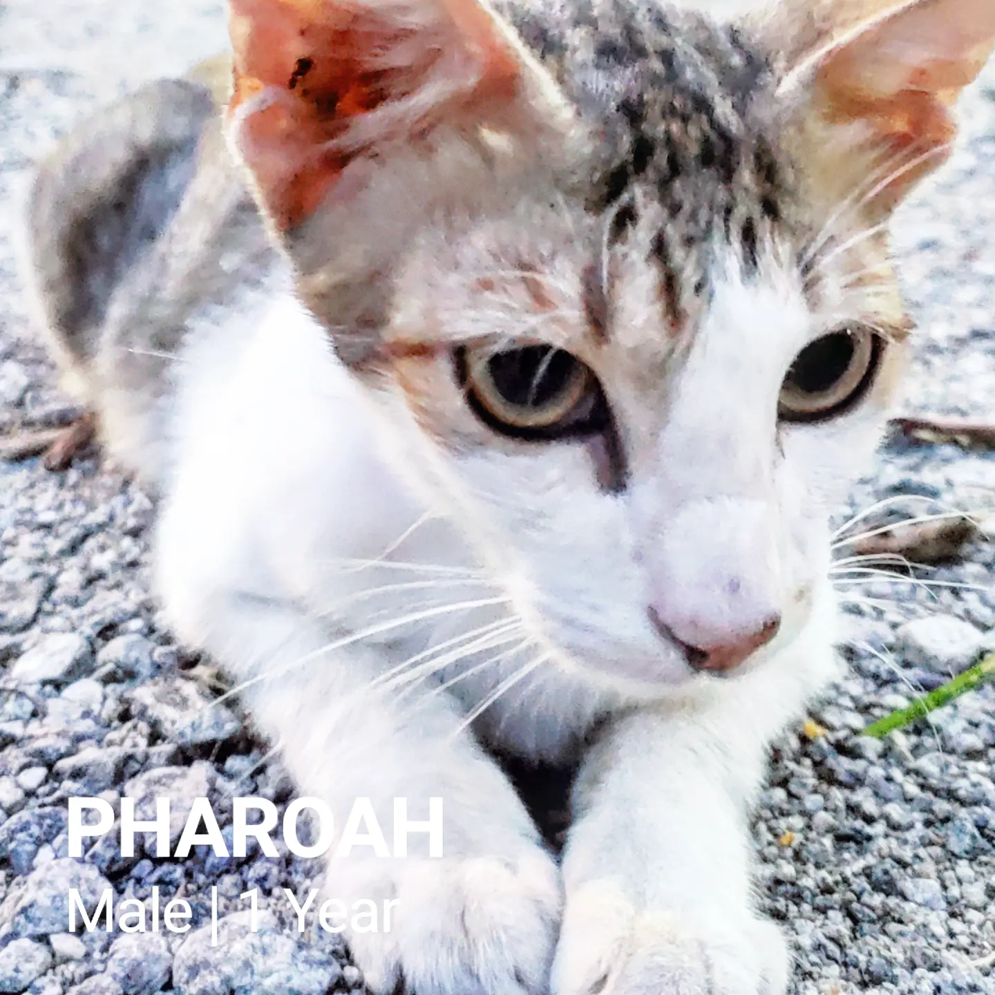 Pharoah - Domestic Short Hair Cat