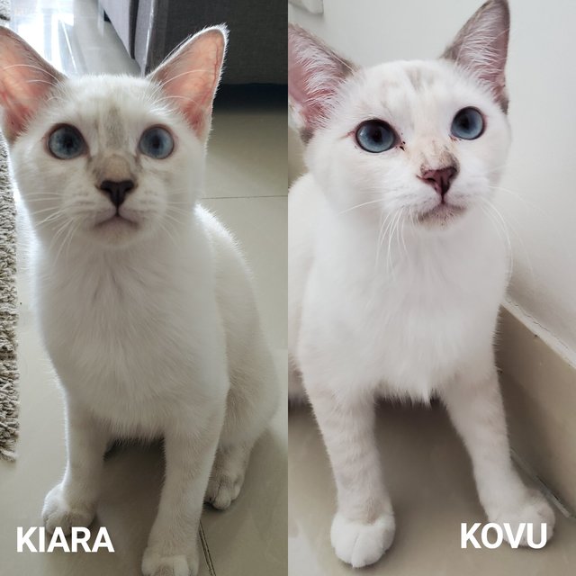 Kiara + Kovu - Domestic Short Hair Cat