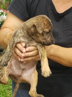 Bundle Of Puppies - Mixed Breed Dog