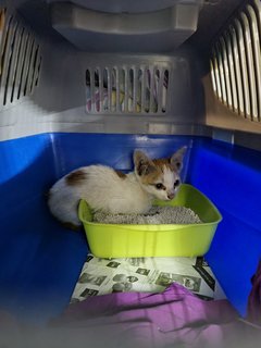 Lost Stray Kitten - Domestic Short Hair Cat