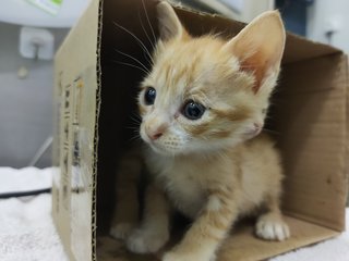 Abandoned Kittens - Domestic Short Hair Cat