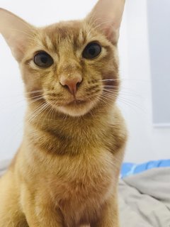 Leonard  - Domestic Short Hair Cat