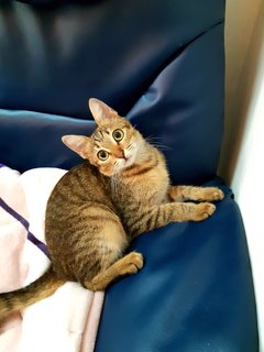 Kendall - Domestic Short Hair Cat