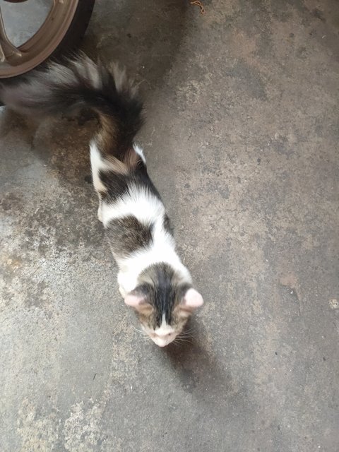 Stray Cat - Domestic Medium Hair Cat