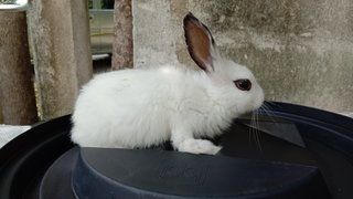 Bunga Teratai - Angora Rabbit + Bunny Rabbit Rabbit