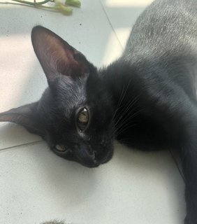 Inky - Domestic Short Hair Cat