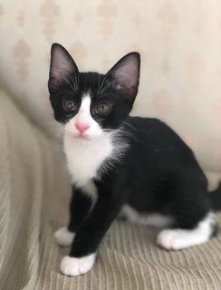 Sox - Tuxedo + Domestic Short Hair Cat