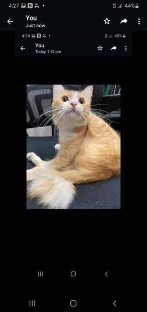 Cheetos - Domestic Medium Hair Cat