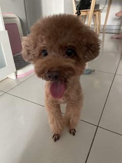 Coco - Poodle Dog