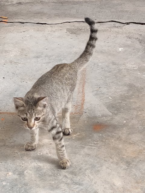 Adopt Segera - Domestic Short Hair Cat