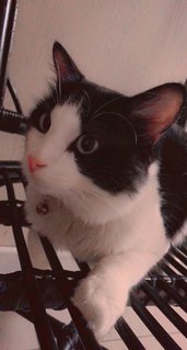 Morse  - Domestic Medium Hair + Domestic Long Hair Cat