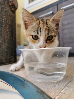 Baby Meow - Domestic Medium Hair Cat