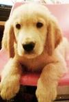 PF11101 - Golden Retriever Dog