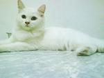 Memey - Persian + Domestic Long Hair Cat