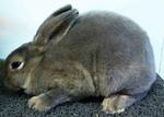 3 Gen Ped Mini Rex Doe - Mini Rex + Holland Lop Rabbit