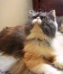 Amarise - Persian Cat