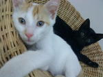 Minty (black kitten) and Brie (white kitten)