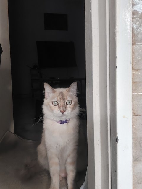 Katt - Domestic Medium Hair Cat