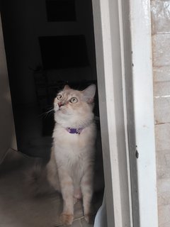 Katt - Domestic Medium Hair Cat