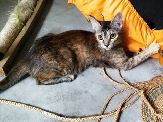 Bimbi - Domestic Short Hair Cat
