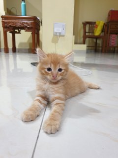 Leo - Domestic Long Hair Cat