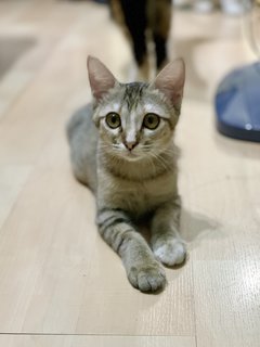 Aeda - Domestic Short Hair Cat