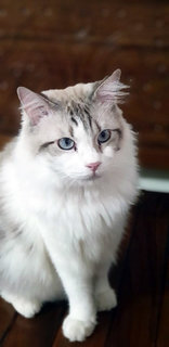 Milo: Dog-like Cat - Ragdoll Cat