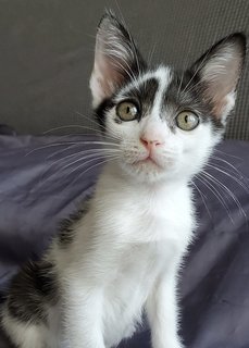 Belle &amp; Dusty - Domestic Short Hair Cat