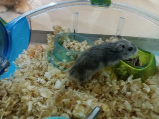 Josh - Short Dwarf Hamster Hamster