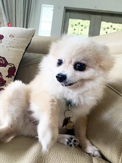 Broo - Pomeranian + Chihuahua Dog