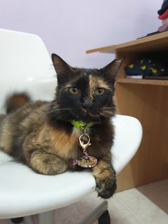 Kiko - Domestic Long Hair Cat