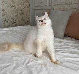 Princess - Domestic Short Hair Cat