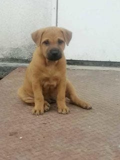 Ara Pup - Mixed Breed Dog