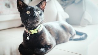 Dobby - Domestic Short Hair Cat