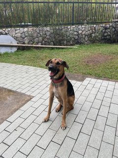 Shelby - Mixed Breed Dog