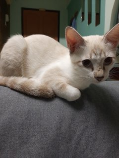 Ray - Domestic Short Hair Cat