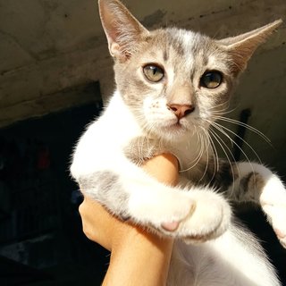 Timmy N Mocha - Domestic Short Hair Cat