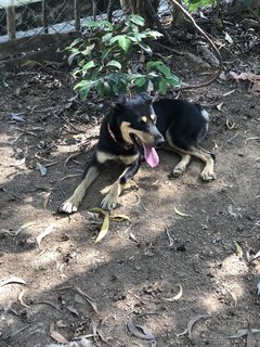 Jackson  - Mixed Breed Dog