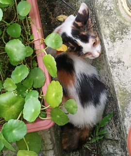 Kitten For Adoption - Domestic Medium Hair Cat