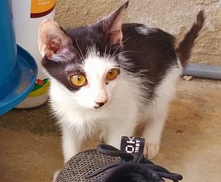 Kitten For Adoption - Domestic Medium Hair Cat