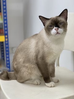 Bubu - Siamese + Domestic Short Hair Cat