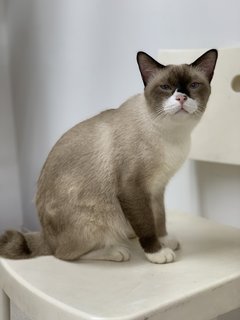 Bubu - Siamese + Domestic Short Hair Cat