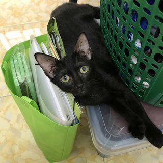 Kira - Domestic Short Hair Cat