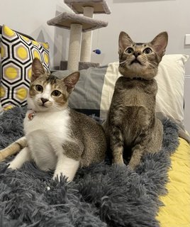 Bebe And Charlie Adopted - Domestic Short Hair Cat