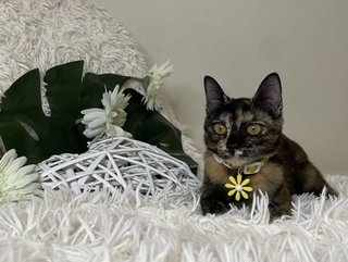 Wendy Adopted - Tortoiseshell Cat